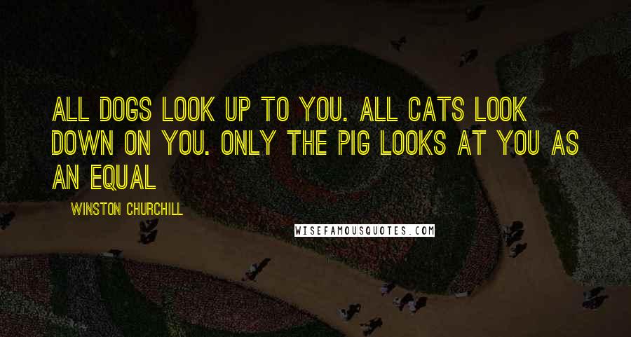 Winston Churchill Quotes: All dogs look up to you. All cats look down on you. Only the pig looks at you as an equal
