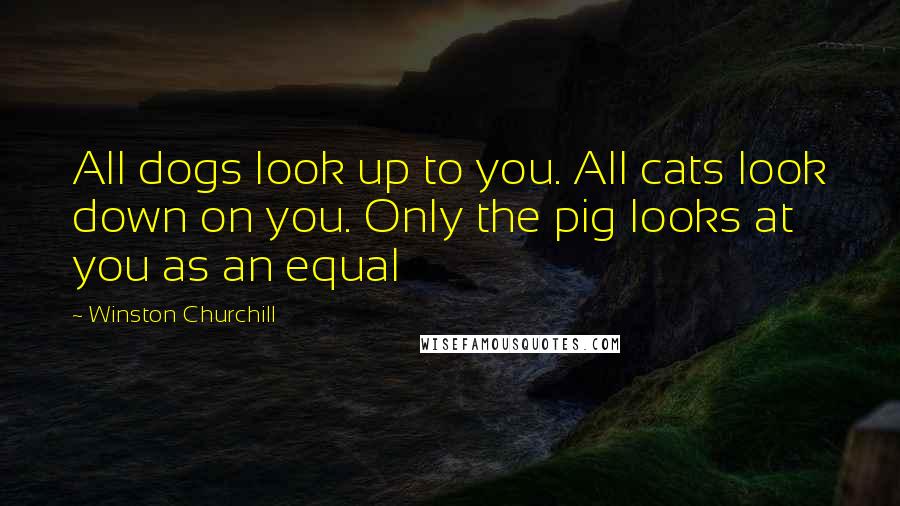 Winston Churchill Quotes: All dogs look up to you. All cats look down on you. Only the pig looks at you as an equal