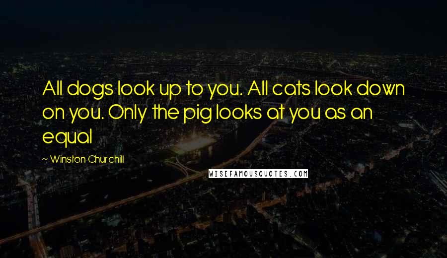 Winston Churchill Quotes: All dogs look up to you. All cats look down on you. Only the pig looks at you as an equal