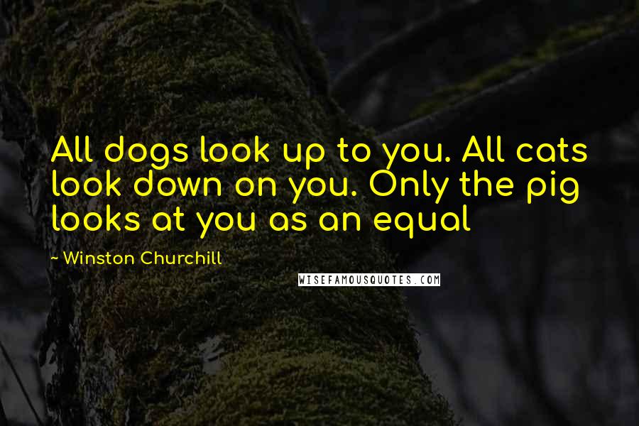 Winston Churchill Quotes: All dogs look up to you. All cats look down on you. Only the pig looks at you as an equal