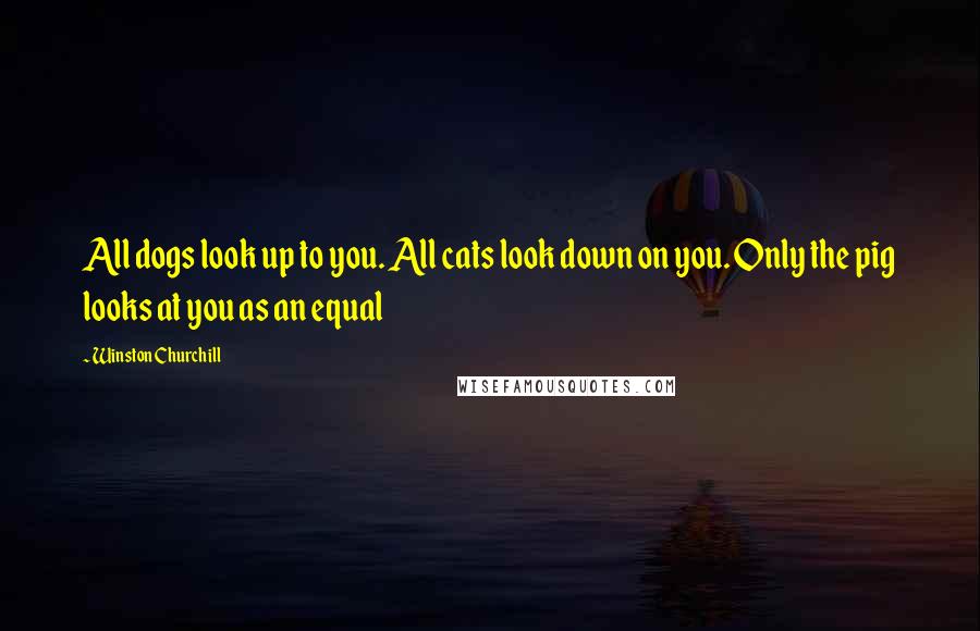 Winston Churchill Quotes: All dogs look up to you. All cats look down on you. Only the pig looks at you as an equal