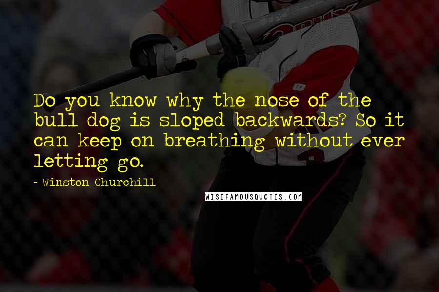 Winston Churchill Quotes: Do you know why the nose of the bull dog is sloped backwards? So it can keep on breathing without ever letting go.