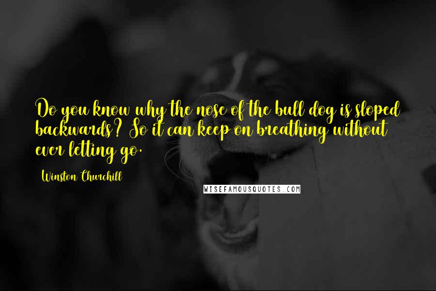 Winston Churchill Quotes: Do you know why the nose of the bull dog is sloped backwards? So it can keep on breathing without ever letting go.