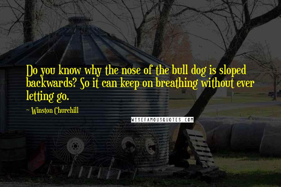 Winston Churchill Quotes: Do you know why the nose of the bull dog is sloped backwards? So it can keep on breathing without ever letting go.