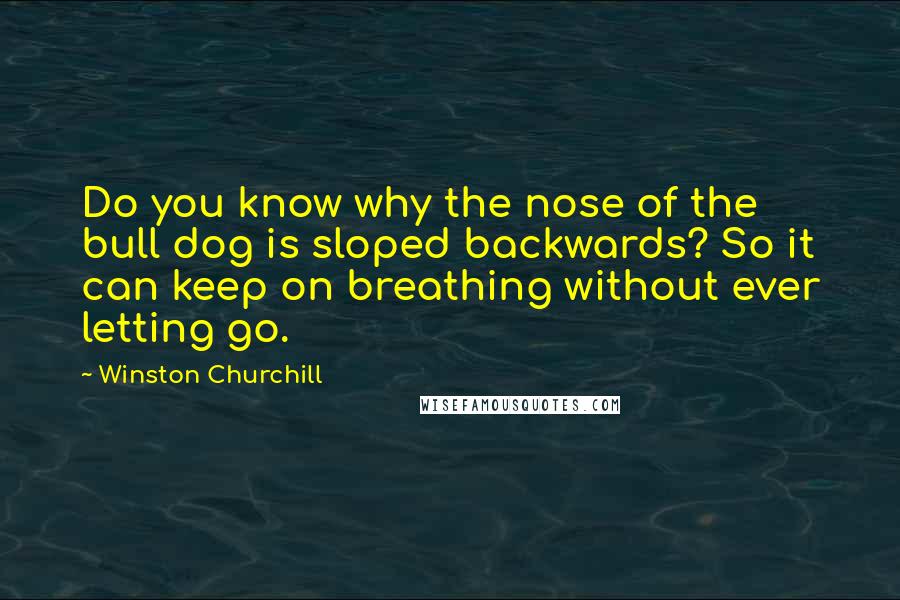 Winston Churchill Quotes: Do you know why the nose of the bull dog is sloped backwards? So it can keep on breathing without ever letting go.