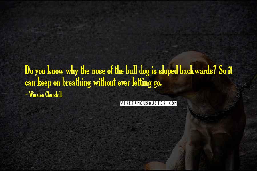 Winston Churchill Quotes: Do you know why the nose of the bull dog is sloped backwards? So it can keep on breathing without ever letting go.