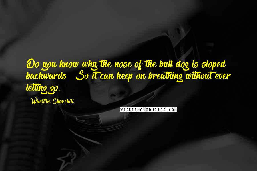 Winston Churchill Quotes: Do you know why the nose of the bull dog is sloped backwards? So it can keep on breathing without ever letting go.