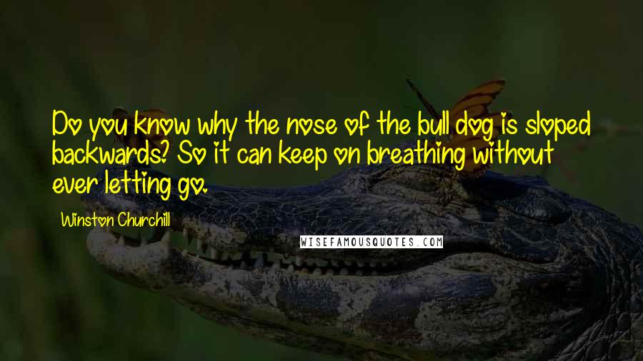 Winston Churchill Quotes: Do you know why the nose of the bull dog is sloped backwards? So it can keep on breathing without ever letting go.