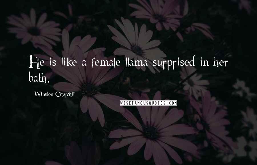Winston Churchill Quotes: He is like a female llama surprised in her bath.