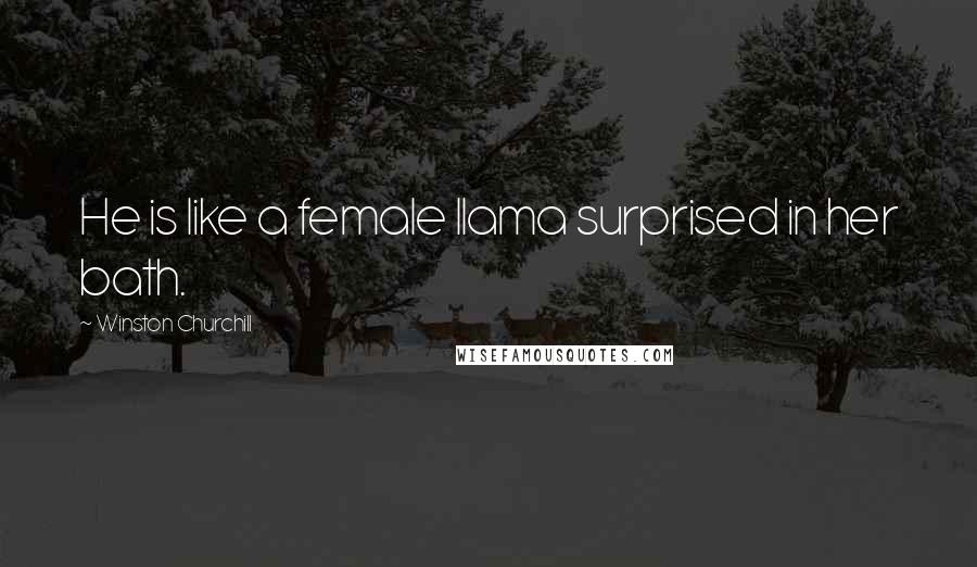 Winston Churchill Quotes: He is like a female llama surprised in her bath.