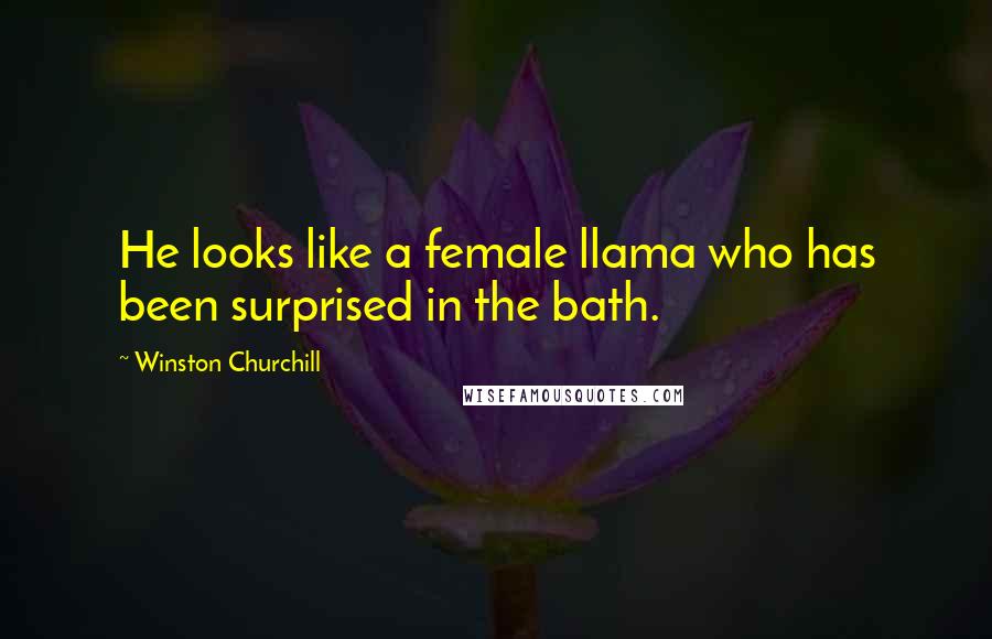 Winston Churchill Quotes: He looks like a female llama who has been surprised in the bath.