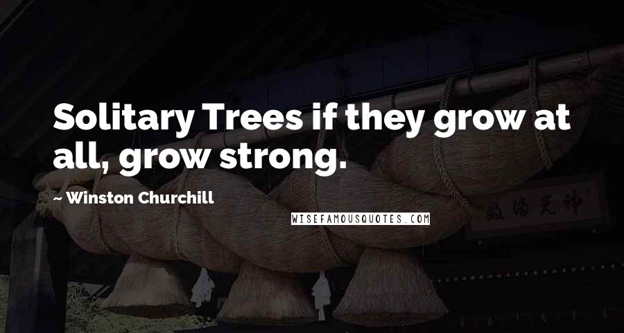 Winston Churchill Quotes: Solitary Trees if they grow at all, grow strong.