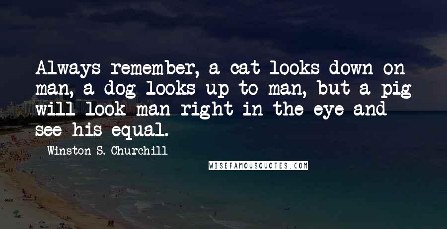 Winston S. Churchill Quotes: Always remember, a cat looks down on man, a dog looks up to man, but a pig will look man right in the eye and see his equal.