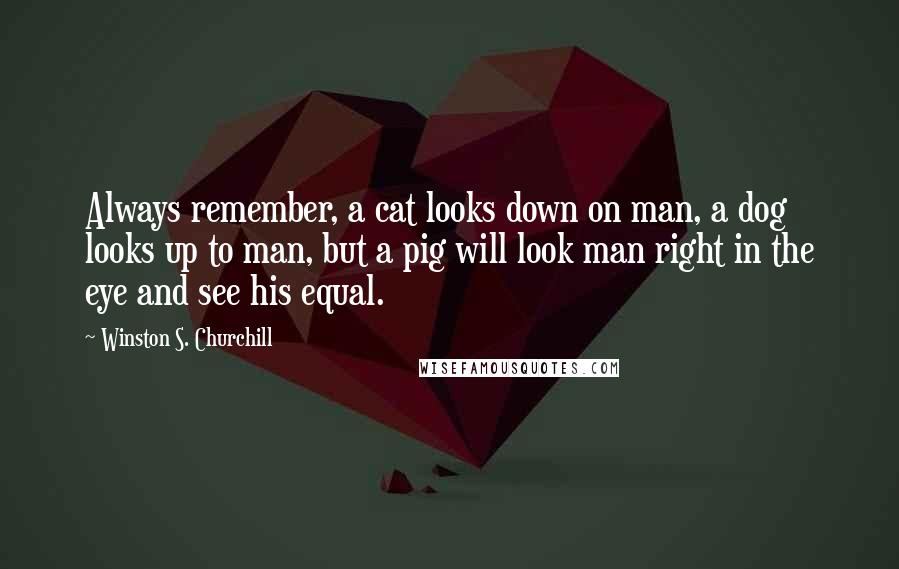 Winston S. Churchill Quotes: Always remember, a cat looks down on man, a dog looks up to man, but a pig will look man right in the eye and see his equal.