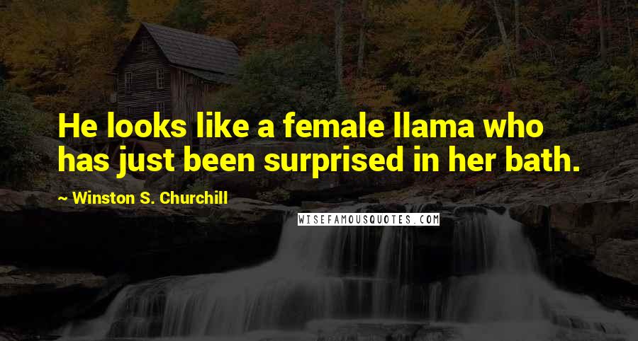 Winston S. Churchill Quotes: He looks like a female llama who has just been surprised in her bath.