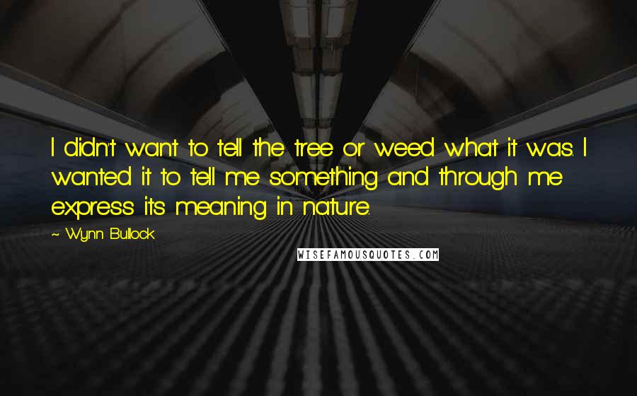 Wynn Bullock Quotes: I didn't want to tell the tree or weed what it was. I wanted it to tell me something and through me express its meaning in nature.