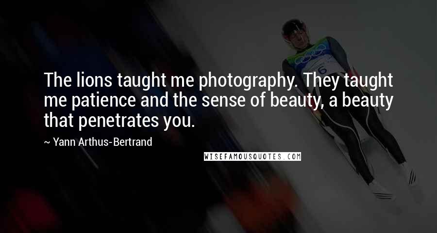 Yann Arthus-Bertrand Quotes: The lions taught me photography. They taught me patience and the sense of beauty, a beauty that penetrates you.