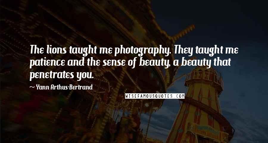 Yann Arthus-Bertrand Quotes: The lions taught me photography. They taught me patience and the sense of beauty, a beauty that penetrates you.