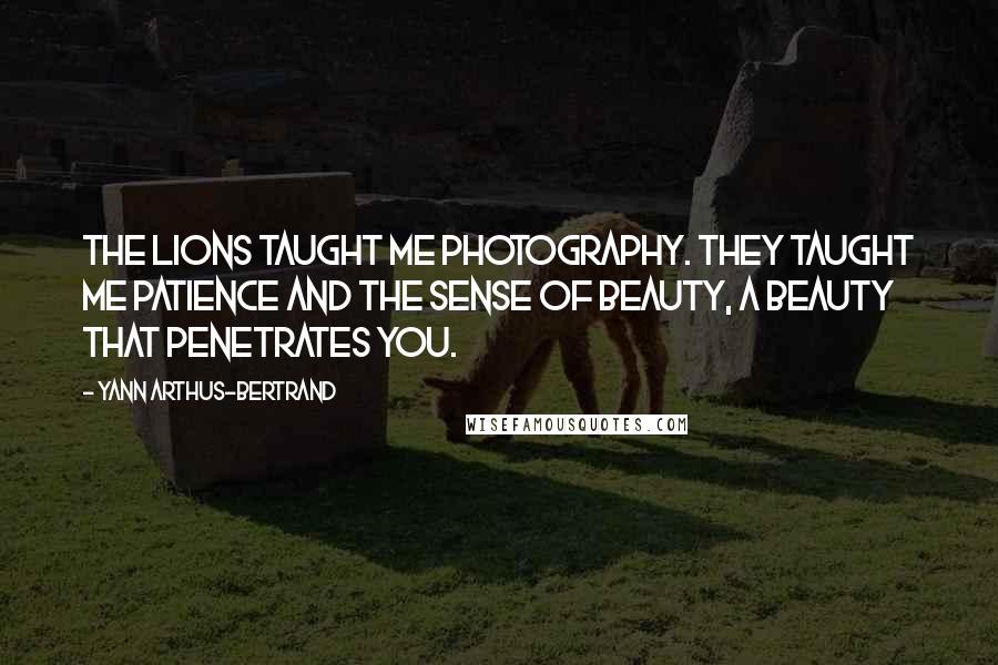 Yann Arthus-Bertrand Quotes: The lions taught me photography. They taught me patience and the sense of beauty, a beauty that penetrates you.