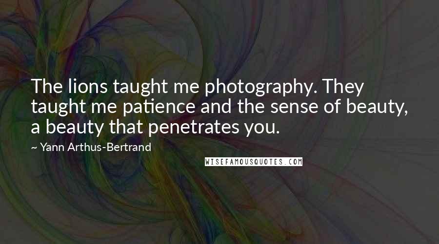 Yann Arthus-Bertrand Quotes: The lions taught me photography. They taught me patience and the sense of beauty, a beauty that penetrates you.