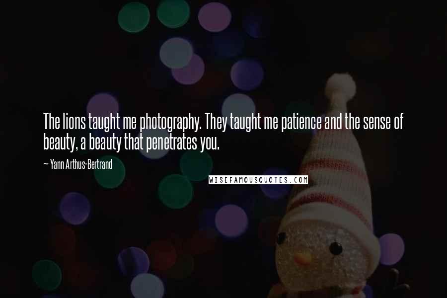 Yann Arthus-Bertrand Quotes: The lions taught me photography. They taught me patience and the sense of beauty, a beauty that penetrates you.