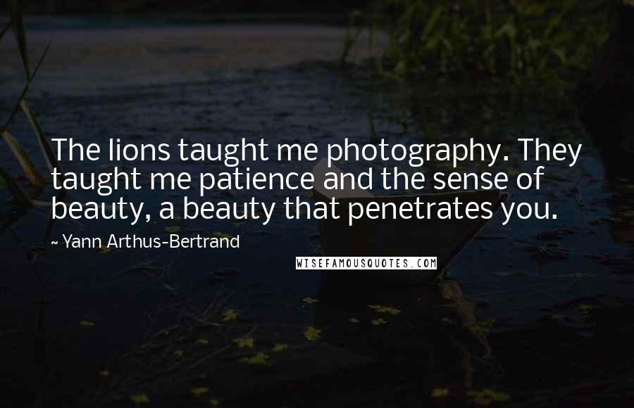 Yann Arthus-Bertrand Quotes: The lions taught me photography. They taught me patience and the sense of beauty, a beauty that penetrates you.