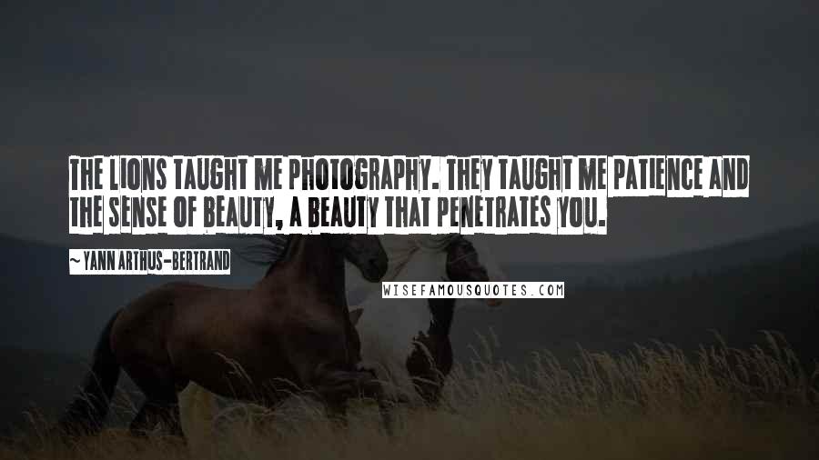 Yann Arthus-Bertrand Quotes: The lions taught me photography. They taught me patience and the sense of beauty, a beauty that penetrates you.