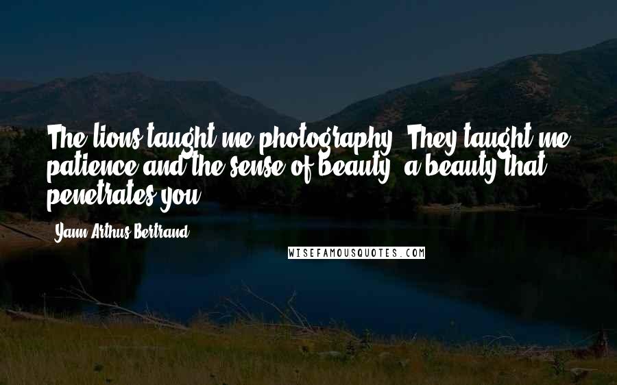 Yann Arthus-Bertrand Quotes: The lions taught me photography. They taught me patience and the sense of beauty, a beauty that penetrates you.