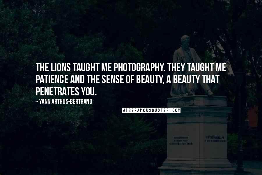 Yann Arthus-Bertrand Quotes: The lions taught me photography. They taught me patience and the sense of beauty, a beauty that penetrates you.