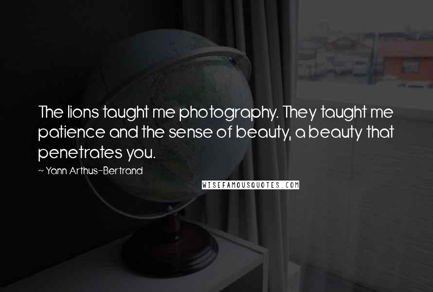 Yann Arthus-Bertrand Quotes: The lions taught me photography. They taught me patience and the sense of beauty, a beauty that penetrates you.