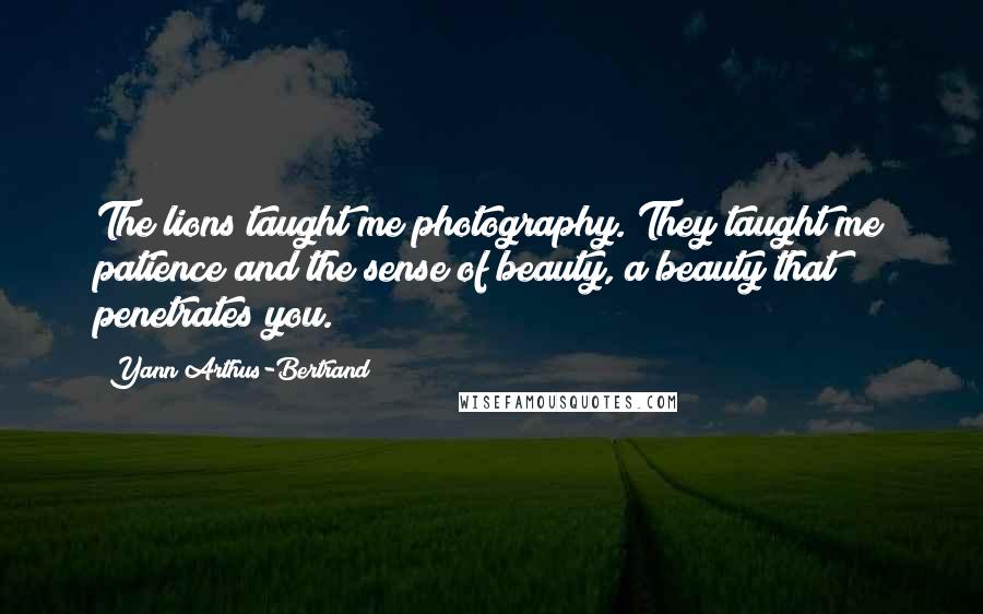 Yann Arthus-Bertrand Quotes: The lions taught me photography. They taught me patience and the sense of beauty, a beauty that penetrates you.