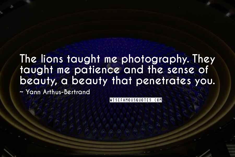 Yann Arthus-Bertrand Quotes: The lions taught me photography. They taught me patience and the sense of beauty, a beauty that penetrates you.