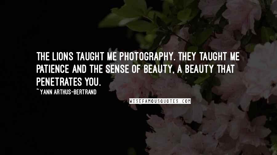 Yann Arthus-Bertrand Quotes: The lions taught me photography. They taught me patience and the sense of beauty, a beauty that penetrates you.