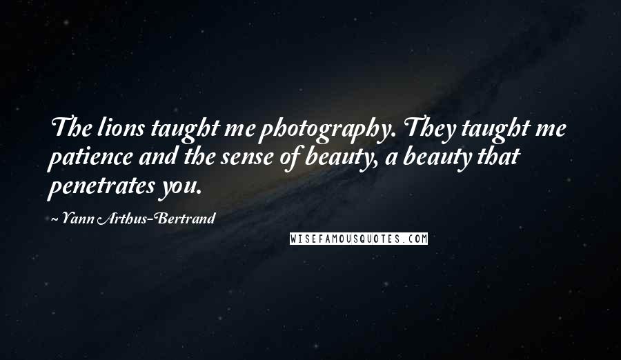 Yann Arthus-Bertrand Quotes: The lions taught me photography. They taught me patience and the sense of beauty, a beauty that penetrates you.