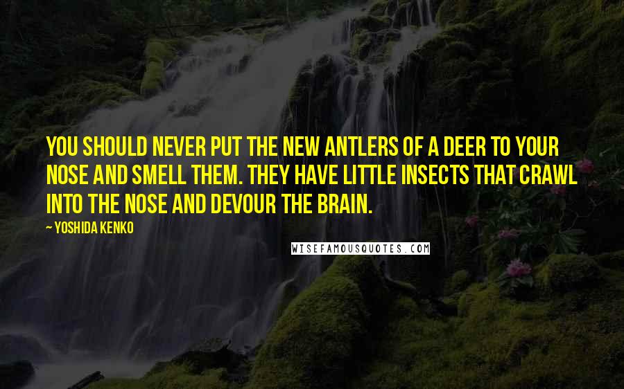 Yoshida Kenko Quotes: You should never put the new antlers of a deer to your nose and smell them. They have little insects that crawl into the nose and devour the brain.
