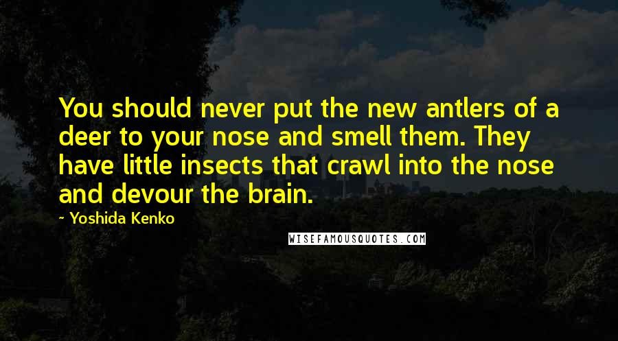 Yoshida Kenko Quotes: You should never put the new antlers of a deer to your nose and smell them. They have little insects that crawl into the nose and devour the brain.