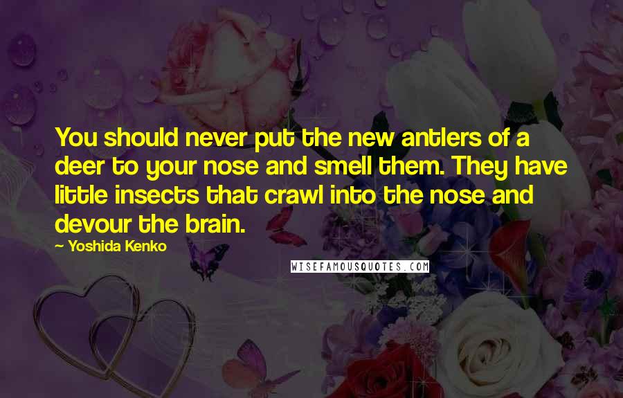 Yoshida Kenko Quotes: You should never put the new antlers of a deer to your nose and smell them. They have little insects that crawl into the nose and devour the brain.