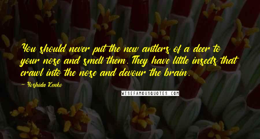 Yoshida Kenko Quotes: You should never put the new antlers of a deer to your nose and smell them. They have little insects that crawl into the nose and devour the brain.
