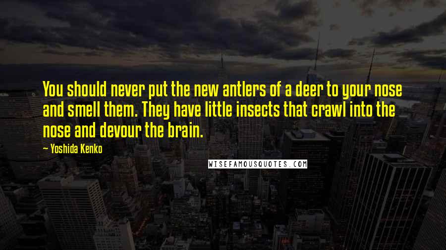 Yoshida Kenko Quotes: You should never put the new antlers of a deer to your nose and smell them. They have little insects that crawl into the nose and devour the brain.