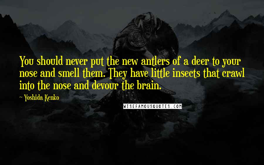 Yoshida Kenko Quotes: You should never put the new antlers of a deer to your nose and smell them. They have little insects that crawl into the nose and devour the brain.