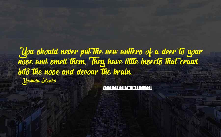 Yoshida Kenko Quotes: You should never put the new antlers of a deer to your nose and smell them. They have little insects that crawl into the nose and devour the brain.