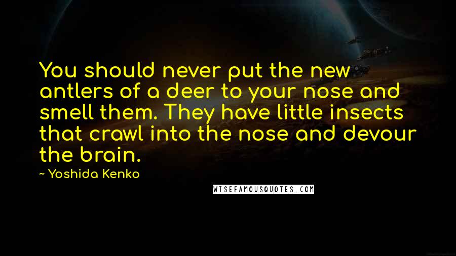 Yoshida Kenko Quotes: You should never put the new antlers of a deer to your nose and smell them. They have little insects that crawl into the nose and devour the brain.
