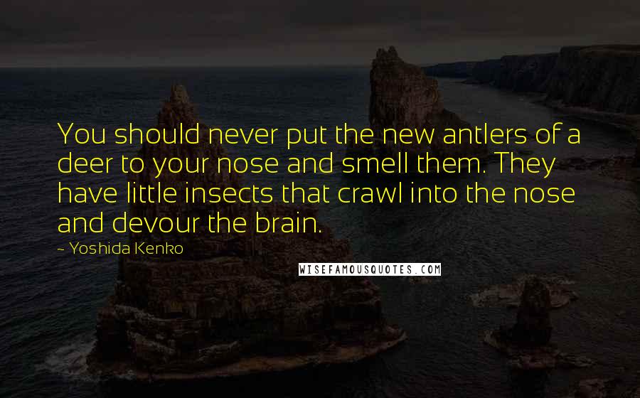 Yoshida Kenko Quotes: You should never put the new antlers of a deer to your nose and smell them. They have little insects that crawl into the nose and devour the brain.