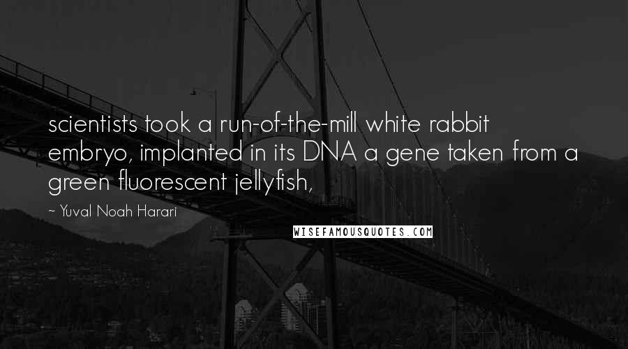 Yuval Noah Harari Quotes: scientists took a run-of-the-mill white rabbit embryo, implanted in its DNA a gene taken from a green fluorescent jellyfish,