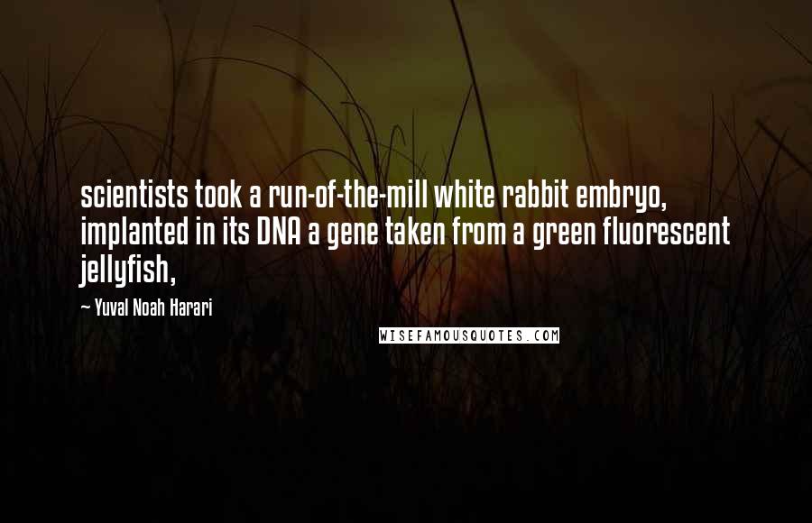 Yuval Noah Harari Quotes: scientists took a run-of-the-mill white rabbit embryo, implanted in its DNA a gene taken from a green fluorescent jellyfish,