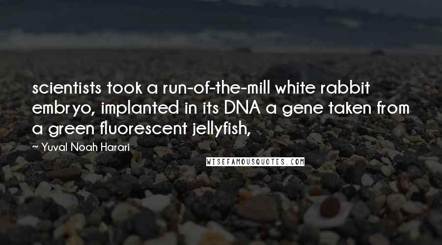 Yuval Noah Harari Quotes: scientists took a run-of-the-mill white rabbit embryo, implanted in its DNA a gene taken from a green fluorescent jellyfish,