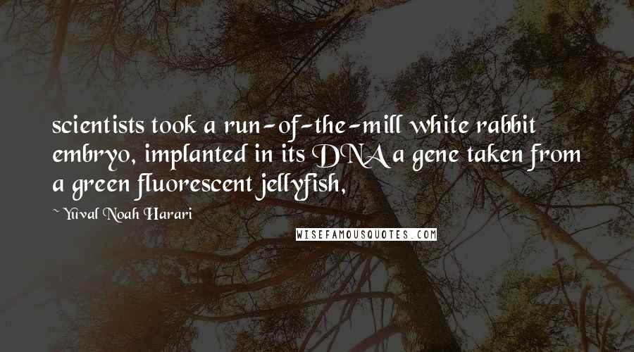 Yuval Noah Harari Quotes: scientists took a run-of-the-mill white rabbit embryo, implanted in its DNA a gene taken from a green fluorescent jellyfish,