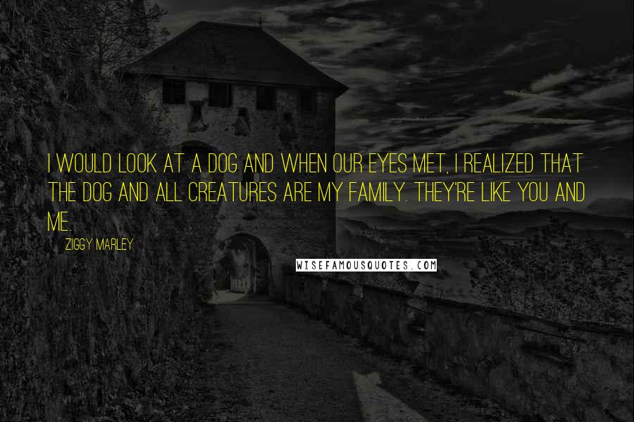 Ziggy Marley Quotes: I would look at a dog and when our eyes met, I realized that the dog and all creatures are my family. They're like you and me.