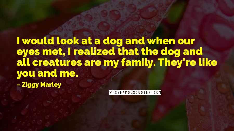 Ziggy Marley Quotes: I would look at a dog and when our eyes met, I realized that the dog and all creatures are my family. They're like you and me.